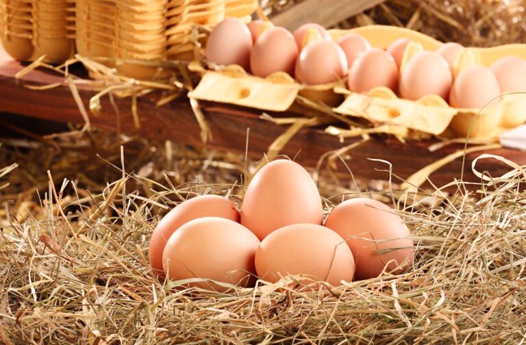 Familienwanderung in den Großenhainer Geflügelhof